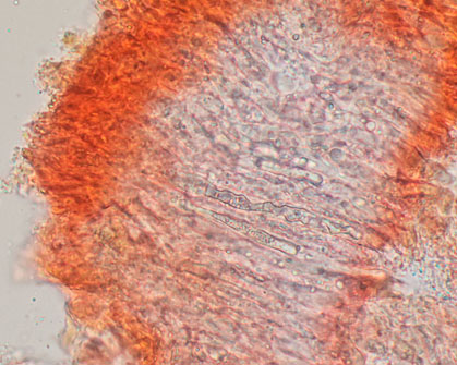 Megalocystidium luridum